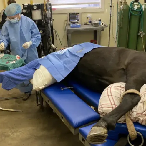 Veterinarians conducting surgery on a horse